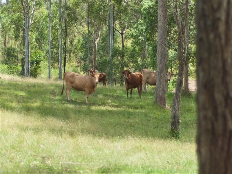 14 Theodore Road, Kurwongbah QLD 4503