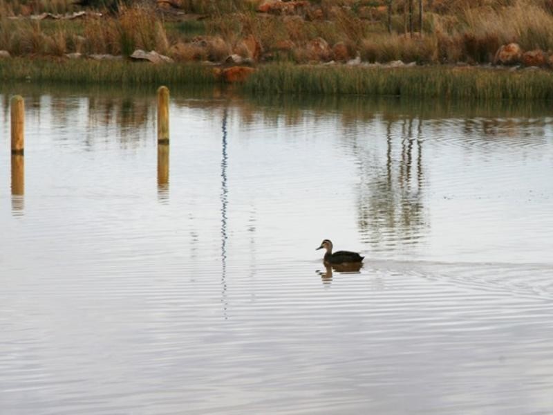 16 Pedder Street, Wyndham Vale VIC 3024