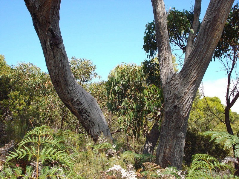 18 Dog Bark Road, Port Arthur TAS 7182