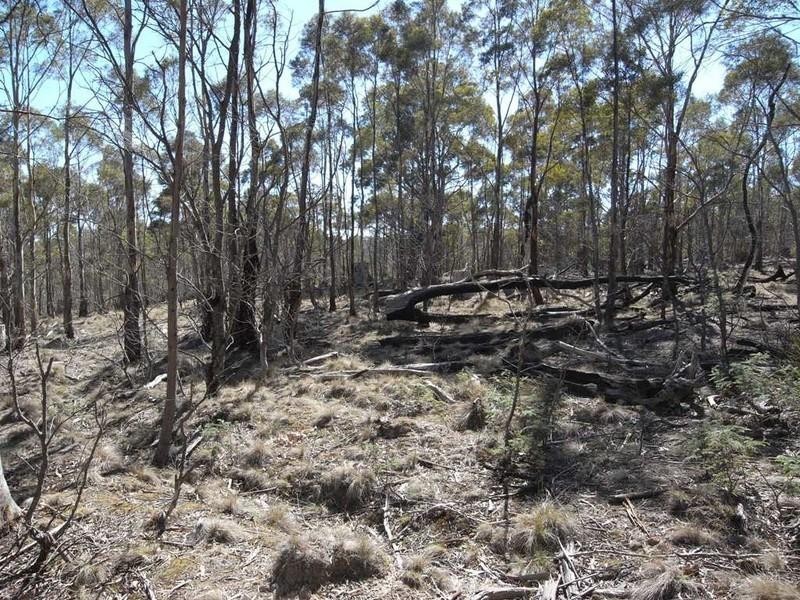 Lot 1 Phipps Road, Runnymede TAS 7190