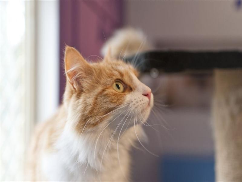 56 Kathleen Drive, Old Beach TAS 7017