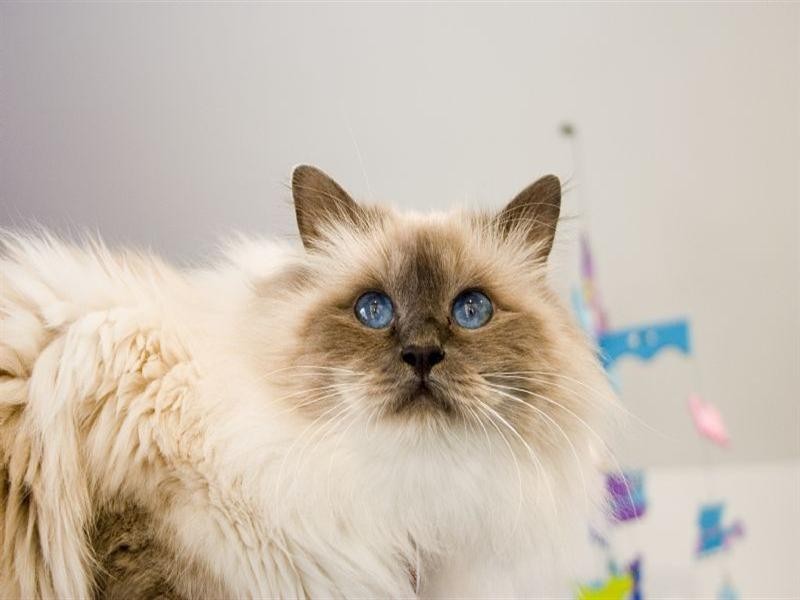 56 Kathleen Drive, Old Beach TAS 7017