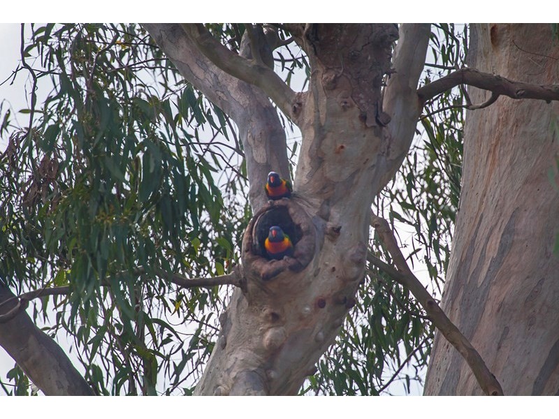 24 Pilny Street, Camira QLD 4300