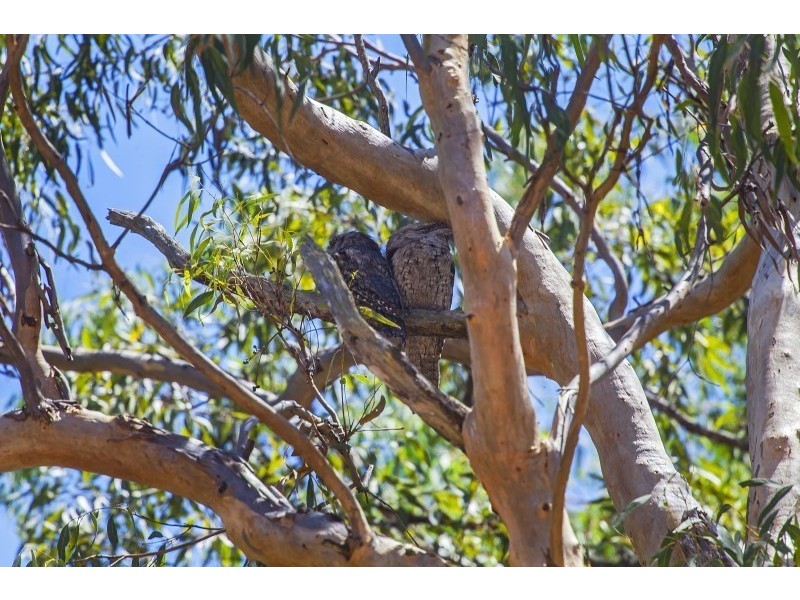 22-24 Sable Close, Greenbank QLD 4124