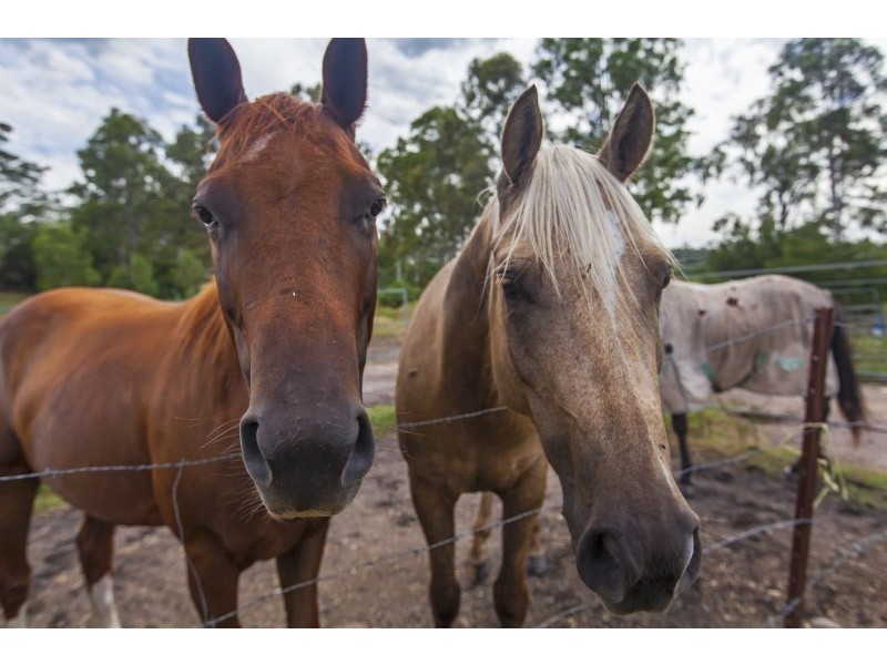 10 Alma Street, Gailes QLD 4300