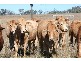 Gympie QLD 4570