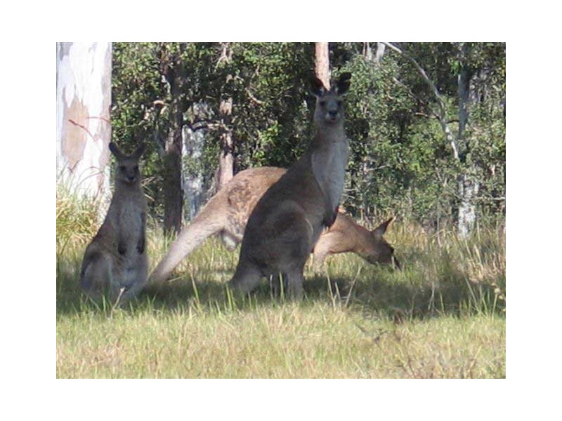 Mothar Mountain QLD 4570