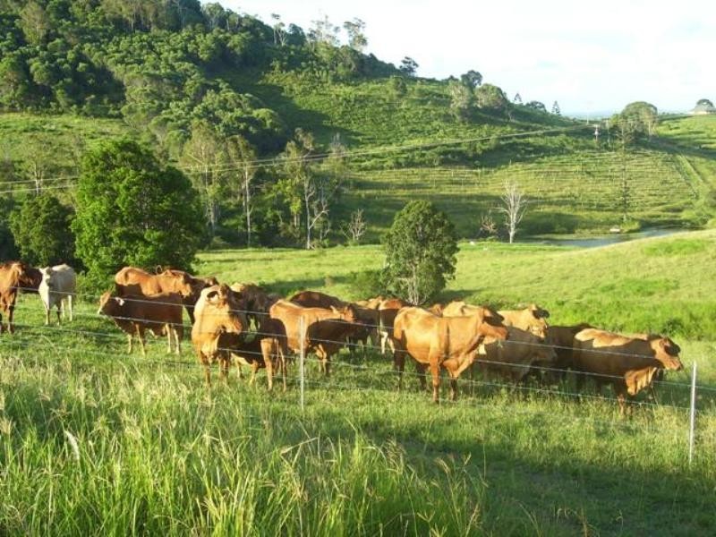 Calico Creek QLD 4570