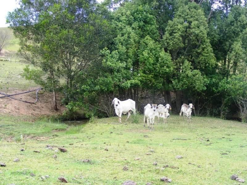 326 Old Goomborian Road, Veteran QLD 4570