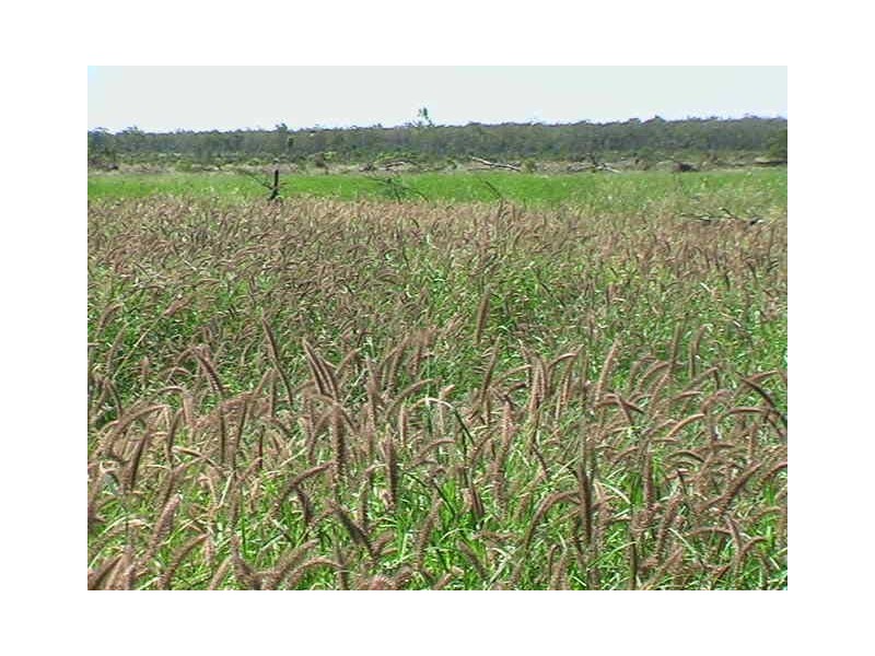 Ballaroo QLD 4455