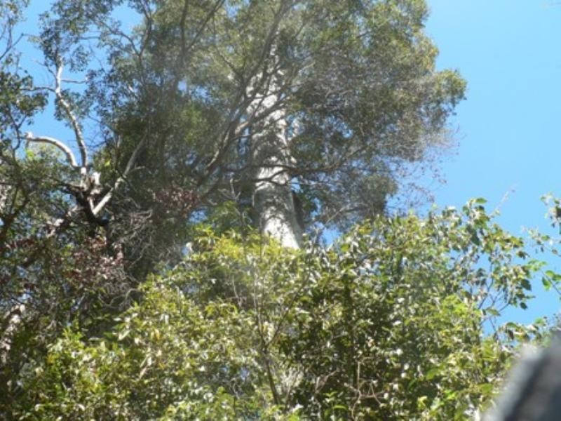 Lot 1 Tinana Road, Goomboorian QLD 4570