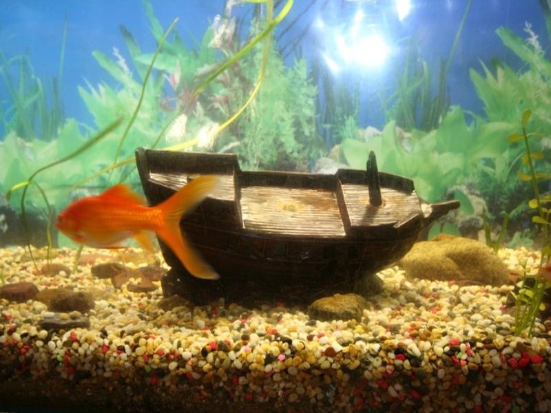 Cooloola Cove QLD 4580