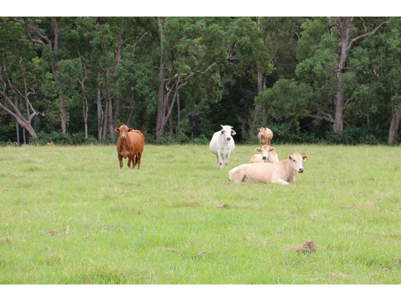 2007 Running Creek Road, Running Creek QLD 4287