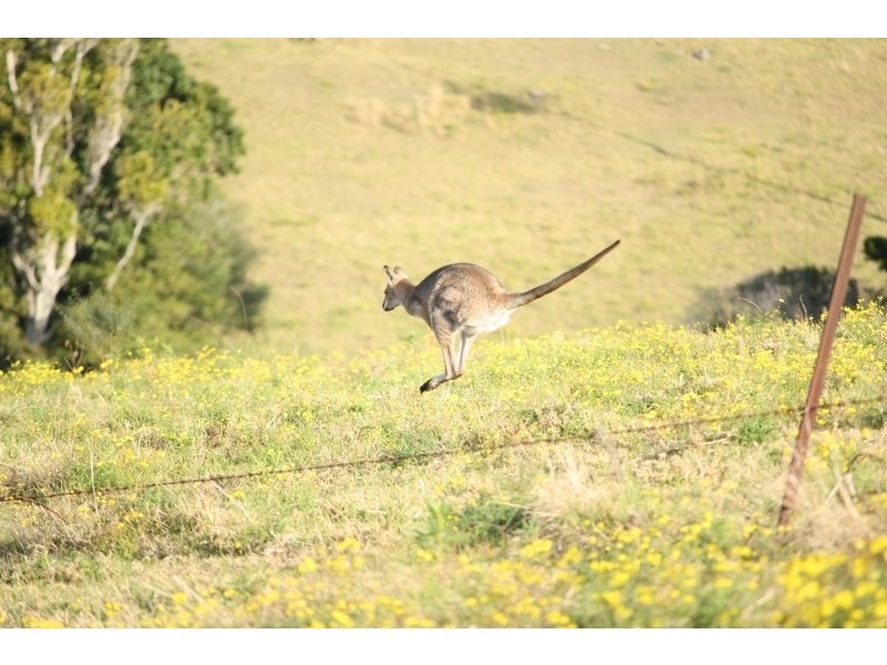 320 Tabletop Road, Illinbah QLD 4275