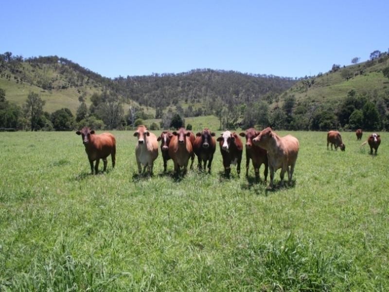 861 Running Creek Road, Running Creek QLD 4287