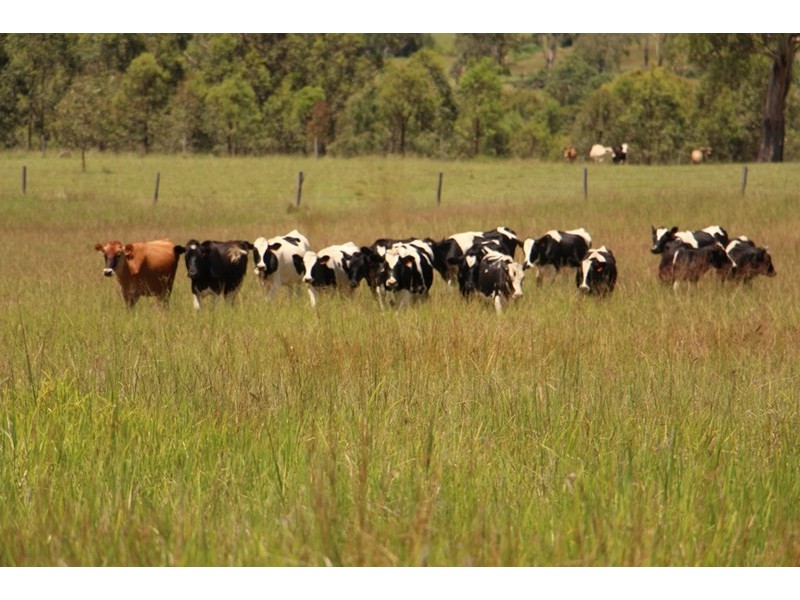 Lot 5 Cainbable Creek Road, Cainbable QLD 4285