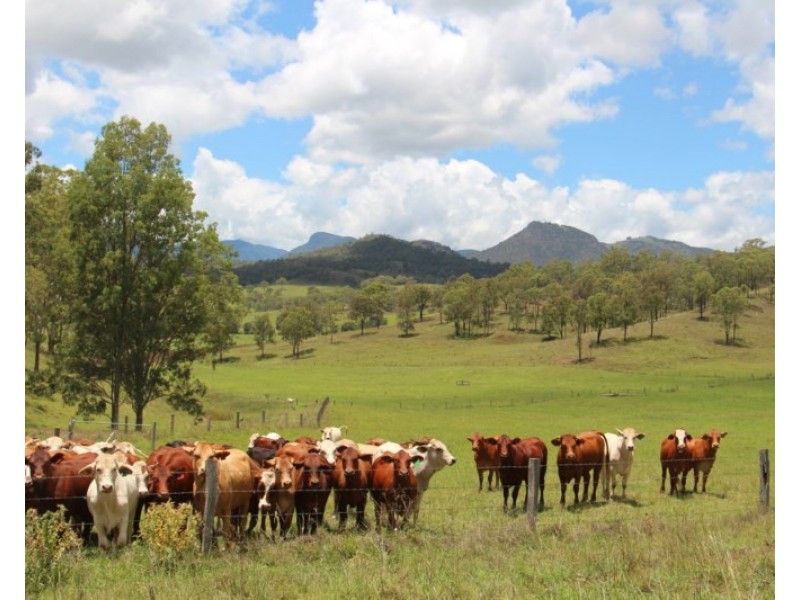 56 Haack Road, Lamington QLD 4285