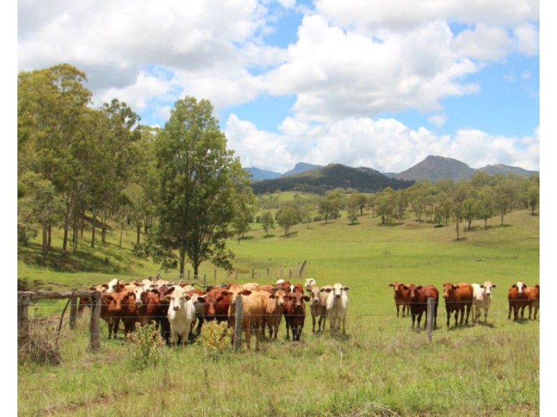 56 Haack Road, Lamington QLD 4285