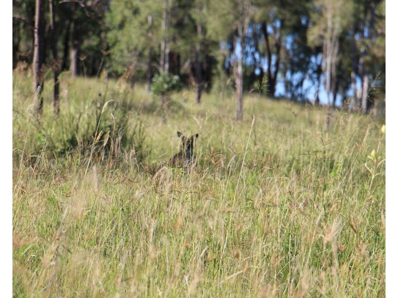 0 Widgee Creek Road, Hillview QLD 4285