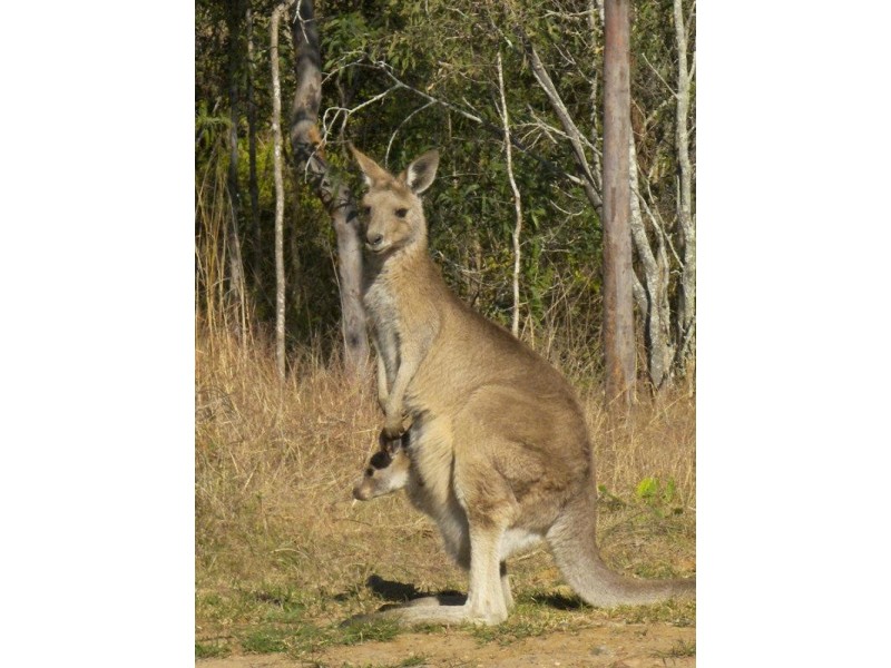 16-18 Paxton Court, Beaudesert QLD 4285