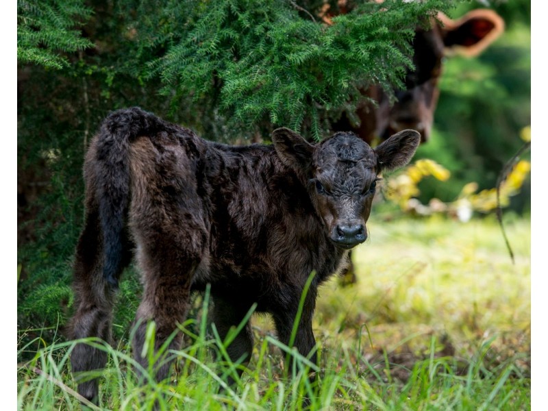 320 Tabletop Road, Canungra QLD 4275