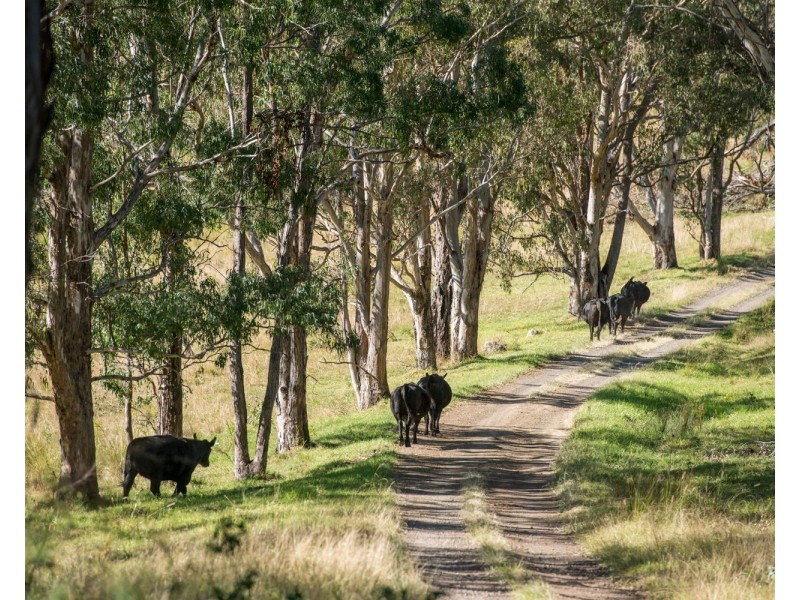 320 Tabletop Road, Canungra QLD 4275
