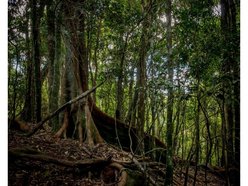 320 Tabletop Road, Canungra QLD 4275