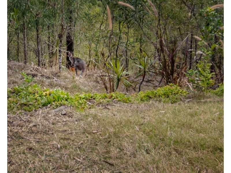 47-51 White Place, Kooralbyn QLD 4285