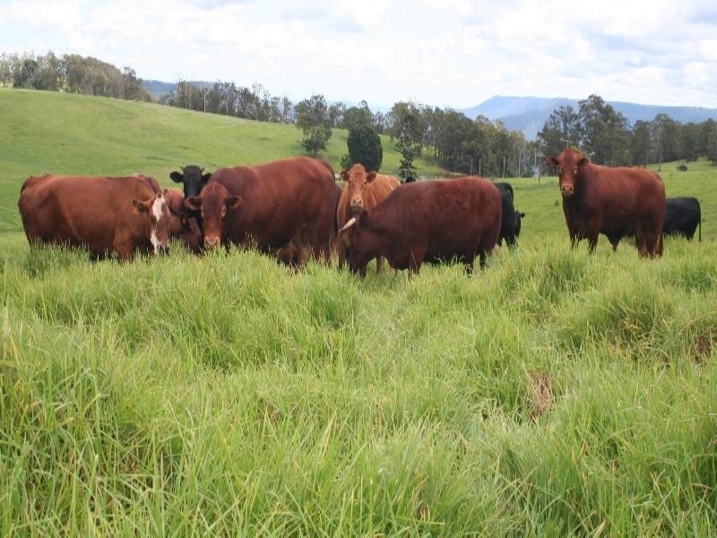 Lot 1, 2239 Beechmont Road, Beechmont QLD 4211