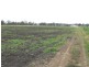 9521 Mount Lindesay Highway, Tamrookum QLD 4285