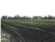 Tamrookum QLD 4285