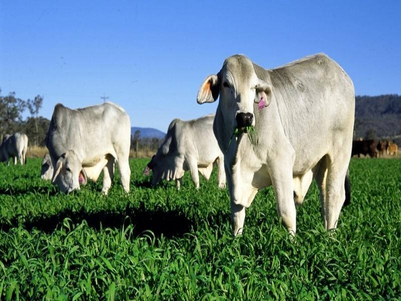 210 Kerry West Road, Beaudesert QLD 4285