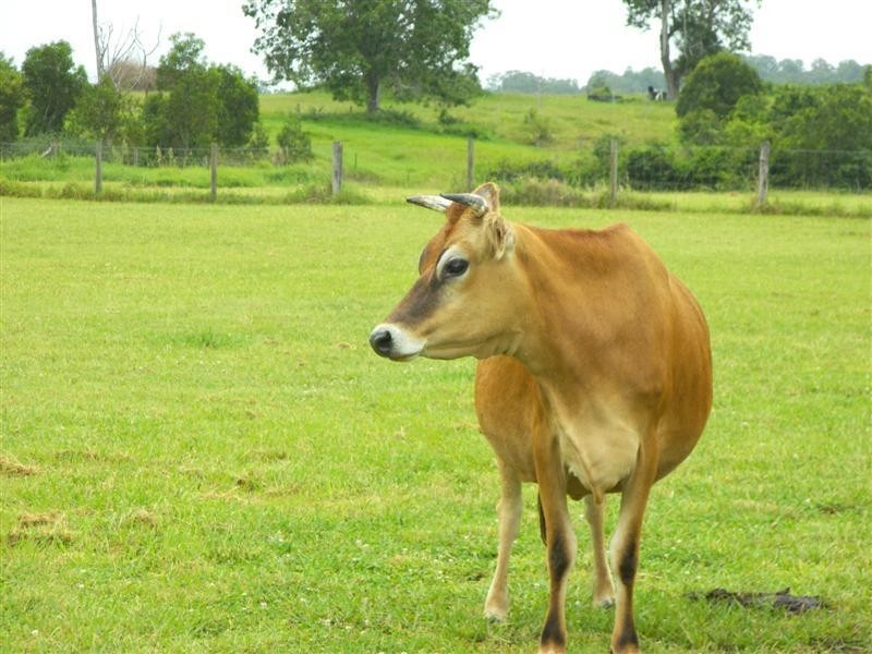 26 Remould Court, Beaudesert QLD 4285