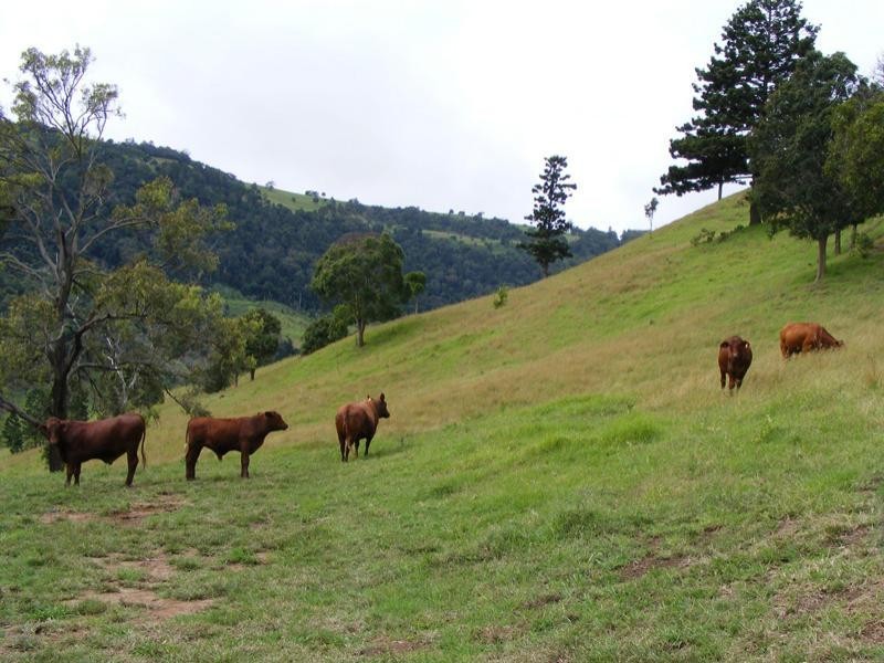 718 Illinbah, Canungra QLD 4275