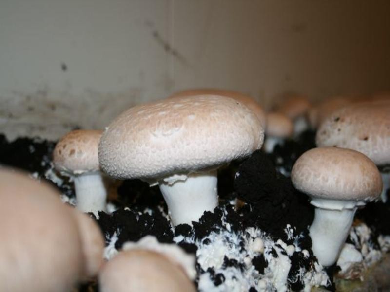 107 Kriedeman Road, Upper Coomera QLD 4209