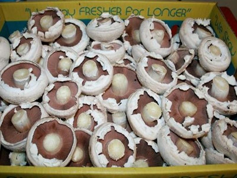 107 Kriedeman Road, Upper Coomera QLD 4209