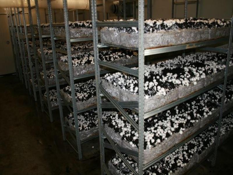 107 Kriedeman Road, Upper Coomera QLD 4209