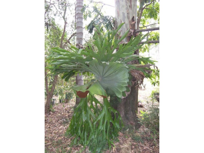 173 Mundoolun Connection Road, Boyland QLD 4275