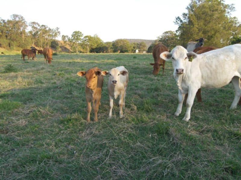 0 Mount Lindesay Highway, Innisplain QLD 4285