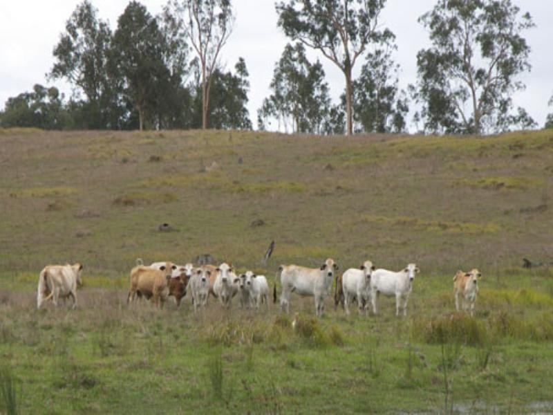 0 Beaudesert – Beenleigh Road, Mundoolun QLD 4285