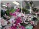 Shop3/22 William Street, Beaudesert QLD 4285
