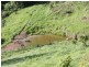 Lot 4 Koplick Road, Running Creek QLD 4287