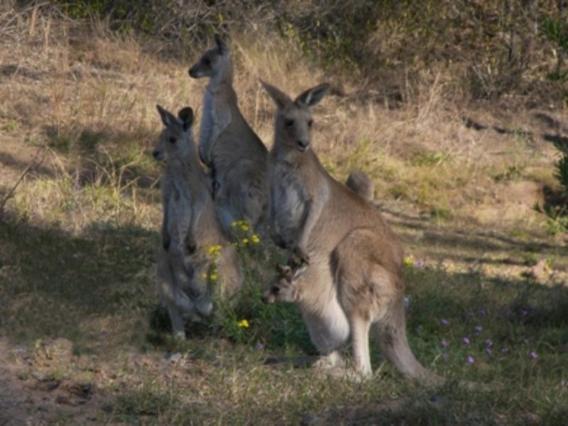 Unit 4/35 Yulgibar Close, Kooralbyn QLD 4285