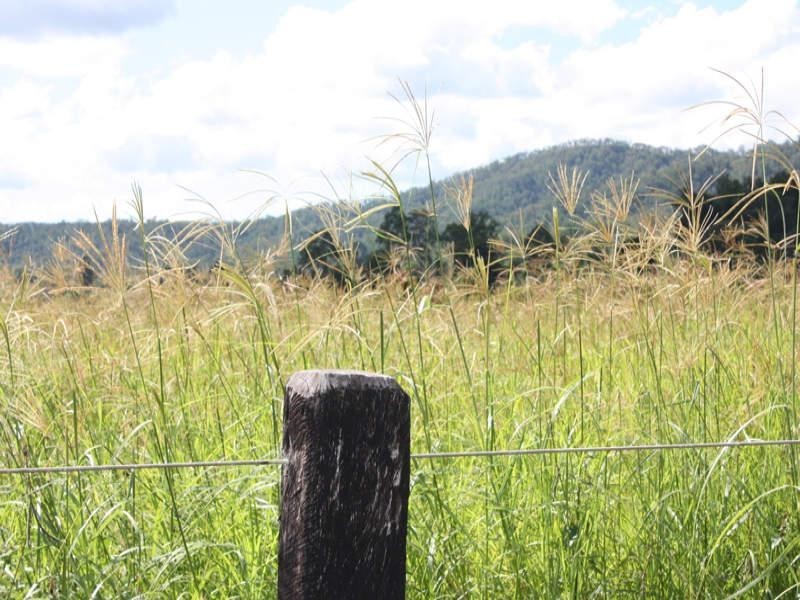 Canungra QLD 4275