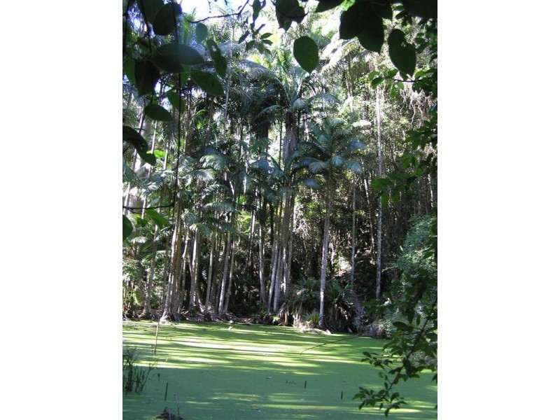 Tamborine Mountain QLD 4272