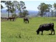 Tamborine Mountain QLD 4272