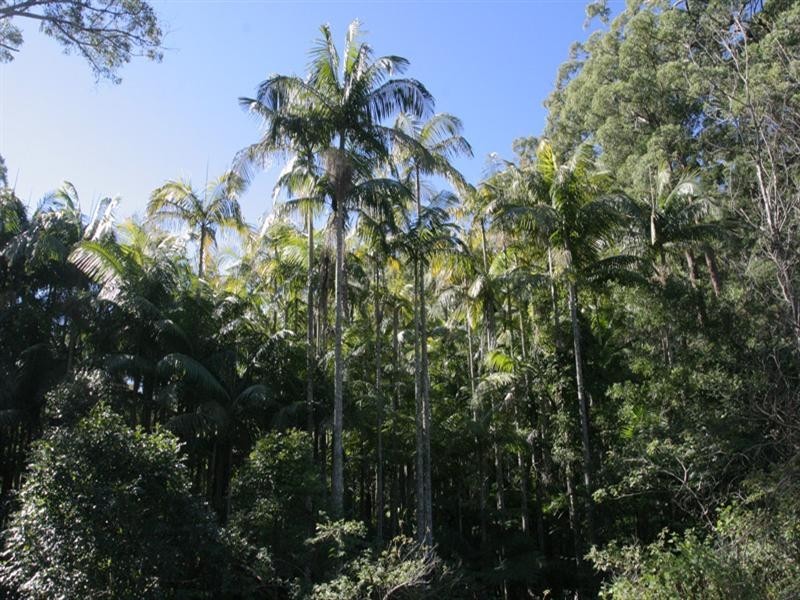 Tamborine Mountain QLD 4272