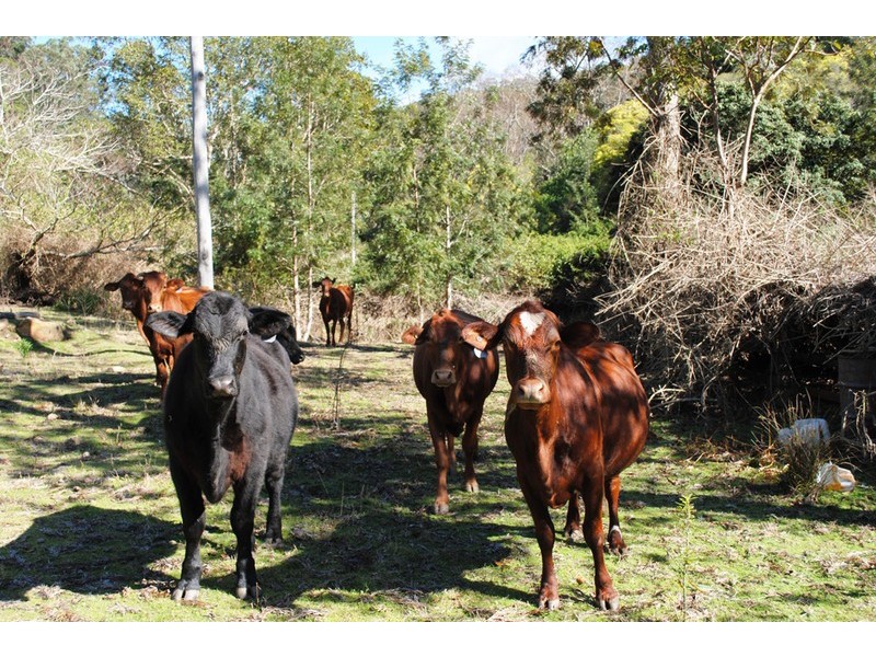 813 Tamrookum Creek Road, Tamrookum Creek QLD 4285