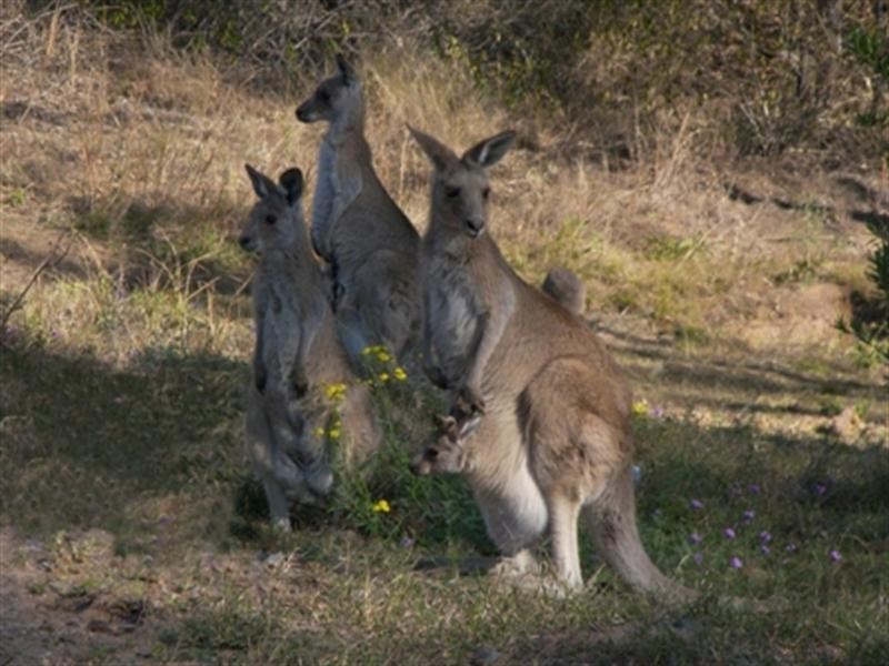 4 Yulgibar Close ‘Wimbeldon Terraces’, Kooralbyn QLD 4285