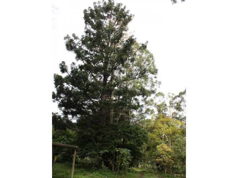 Lot 381 Upper Coomera Road, Ferny Glen via, Canungra QLD 4275